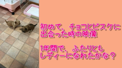 飯尾智江美ブリーダーからお迎えしたチワワ(ロング)：チョコちゃん