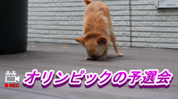 飯尾智江美ブリーダーからお迎えしたチワワ(ロング)：ビスケちゃん