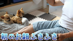 飯尾智江美ブリーダーからお迎えしたチワワ(ロング)：チョコちゃん