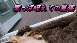 飯尾智江美ブリーダーからお迎えしたチワワ(ロング)：ビスケちゃん