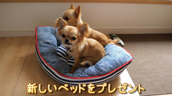 飯尾智江美ブリーダーからお迎えしたチワワ(ロング)：チョコちゃん