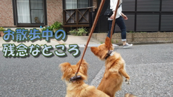 飯尾智江美ブリーダーからお迎えしたチワワ(ロング)：ビスケちゃん