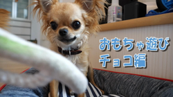 飯尾智江美ブリーダーからお迎えしたチワワ(ロング)：チョコちゃん