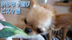飯尾智江美ブリーダーからお迎えしたチワワ(ロング)：ビスケちゃん