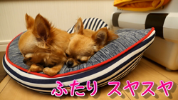 飯尾智江美ブリーダーからお迎えしたチワワ(ロング)：ビスケちゃん