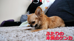 飯尾智江美ブリーダーからお迎えしたチワワ(ロング)：ビスケちゃん