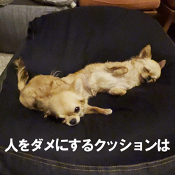 飯尾智江美ブリーダーからお迎えしたチワワ(ロング)：ビスケちゃん
