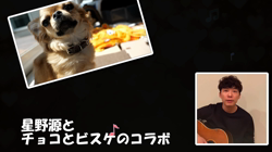飯尾智江美ブリーダーからお迎えしたチワワ(ロング)：ビスケちゃん