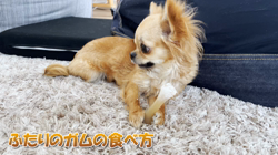 飯尾智江美ブリーダーからお迎えしたチワワ(ロング)：ビスケちゃん