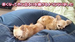 飯尾智江美ブリーダーからお迎えしたチワワ(ロング)：ビスケちゃん