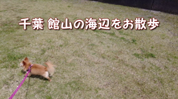 飯尾智江美ブリーダーからお迎えしたチワワ(ロング)：ビスケちゃん