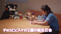 飯尾智江美ブリーダーからお迎えしたチワワ(ロング)：チョコちゃん