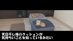 飯尾智江美ブリーダーからお迎えしたチワワ(ロング)：ビスケちゃん