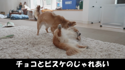 飯尾智江美ブリーダーからお迎えしたチワワ(ロング)：チョコちゃん