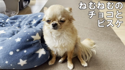 飯尾智江美ブリーダーからお迎えしたチワワ(ロング)：チョコちゃん
