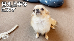 飯尾智江美ブリーダーからお迎えしたチワワ(ロング)：ビスケちゃん