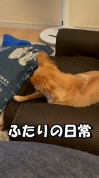 飯尾智江美ブリーダーからお迎えしたチワワ(ロング)：ビスケちゃん