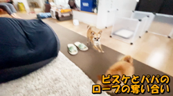 飯尾智江美ブリーダーからお迎えしたチワワ(ロング)：ビスケちゃん