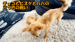 飯尾智江美ブリーダーからお迎えしたチワワ(ロング)：チョコちゃん
