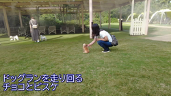 飯尾智江美ブリーダーからお迎えしたチワワ(ロング)：ビスケちゃん