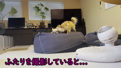 飯尾智江美ブリーダーからお迎えしたチワワ(ロング)：ビスケちゃん