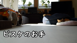 飯尾智江美ブリーダーからお迎えしたチワワ(ロング)：ビスケちゃん