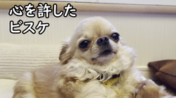 飯尾智江美ブリーダーからお迎えしたチワワ(ロング)：ビスケちゃん