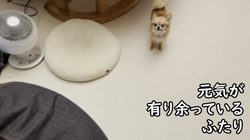 飯尾智江美ブリーダーからお迎えしたチワワ(ロング)：ビスケちゃん