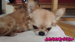 飯尾智江美ブリーダーからお迎えしたチワワ(ロング)：チョコちゃん