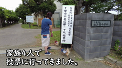 飯尾智江美ブリーダーからお迎えしたチワワ(ロング)：チョコちゃん