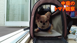 飯尾智江美ブリーダーからお迎えしたチワワ(ロング)：チョコちゃん