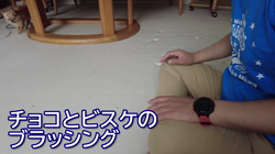 飯尾智江美ブリーダーからお迎えしたチワワ(ロング)：ビスケちゃん