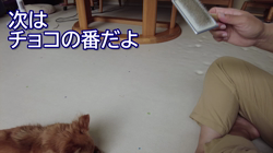 飯尾智江美ブリーダーからお迎えしたチワワ(ロング)：チョコちゃん