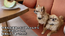 飯尾智江美ブリーダーからお迎えしたチワワ(ロング)：ビスケちゃん