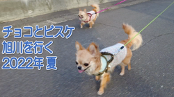 飯尾智江美ブリーダーからお迎えしたチワワ(ロング)：チョコちゃん