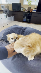 飯尾智江美ブリーダーからお迎えしたチワワ(ロング)：チョコちゃん