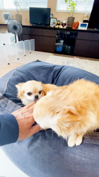 飯尾智江美ブリーダーからお迎えしたチワワ(ロング)：チョコちゃん