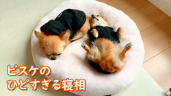 飯尾智江美ブリーダーからお迎えしたチワワ(ロング)：ビスケちゃん