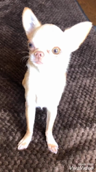 川島友子ブリーダーからお迎えしたチワワ(スムース)：こいちちゃん