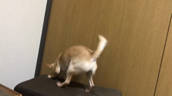 川島友子ブリーダーからお迎えしたチワワ(スムース)：こいちちゃん