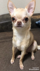 川島友子ブリーダーからお迎えしたチワワ(スムース)：こいちちゃん