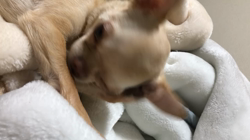 川島友子ブリーダーからお迎えしたチワワ(スムース)：こいちちゃん