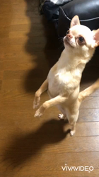 川島友子ブリーダーからお迎えしたチワワ(スムース)：こいちちゃん