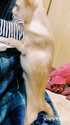 川島友子ブリーダーからお迎えしたチワワ(スムース)：こいちちゃん