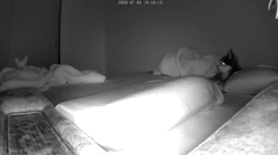 川島友子ブリーダーからお迎えしたチワワ(スムース)：こいちちゃん