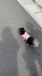 川島友子ブリーダーからお迎えしたチワワ(スムース)：こいちちゃん