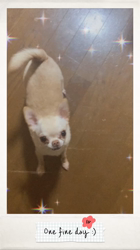 川島友子ブリーダーからお迎えしたチワワ(スムース)：こいちちゃん