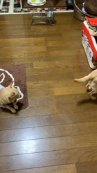 川島友子ブリーダーからお迎えしたチワワ(スムース)：こいちちゃん