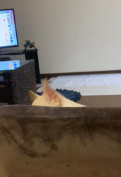 川島友子ブリーダーからお迎えしたチワワ(スムース)：こいちちゃん