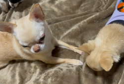 川島友子ブリーダーからお迎えしたチワワ(スムース)：こいちちゃん